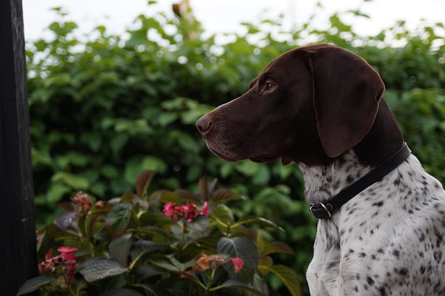 bosque al amanecer con luz suave y sensación de serenidad y longevidad
